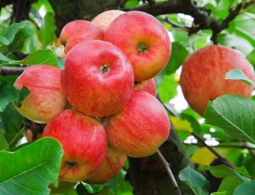 apple